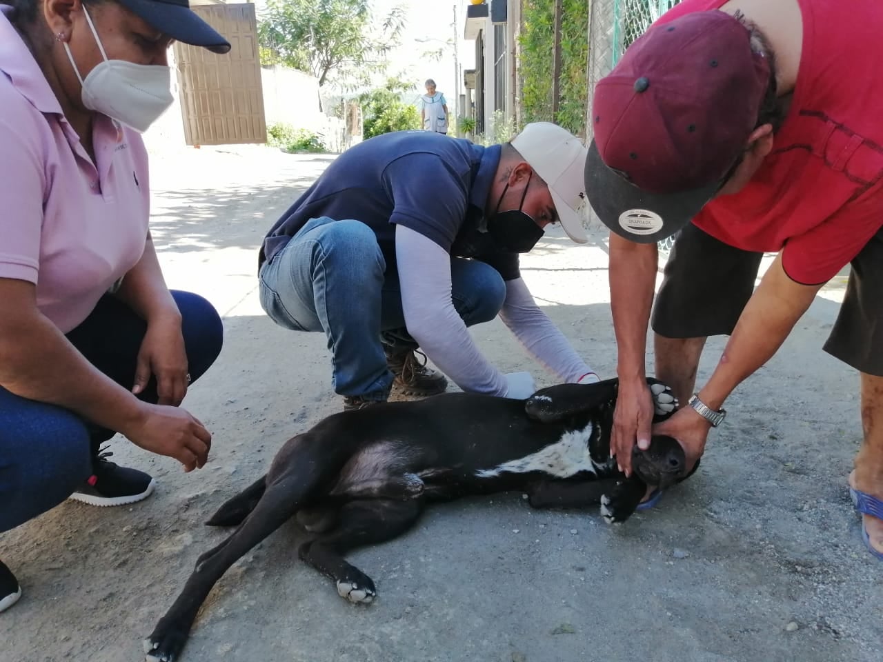 CONTINUA VACUNACIÓN ANTIRRABICA CANINA Y FELINA EN EL MUNICIPIO.