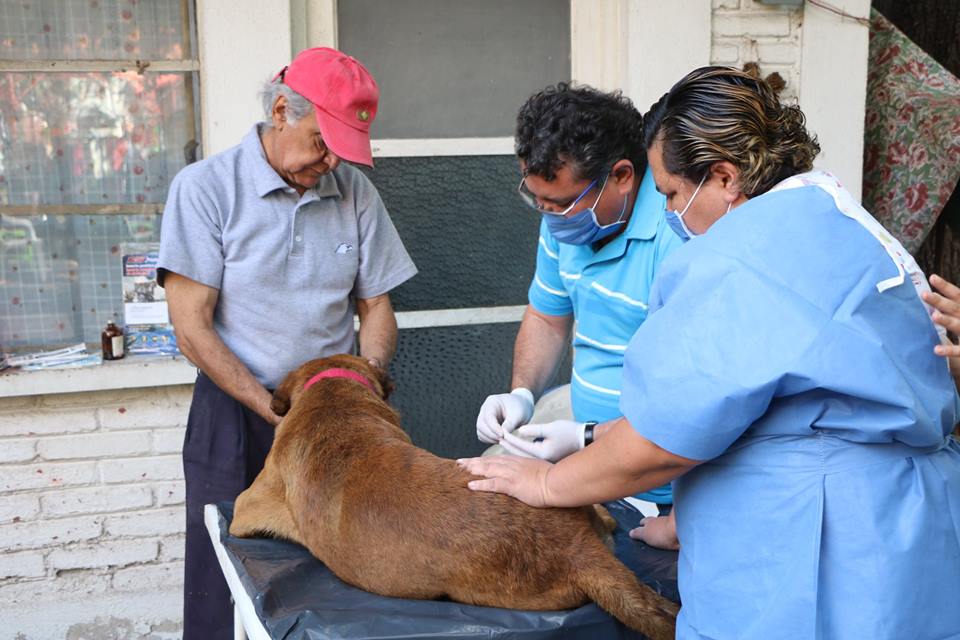 CAMPAÑA DE ESTERILIZACIÓN.