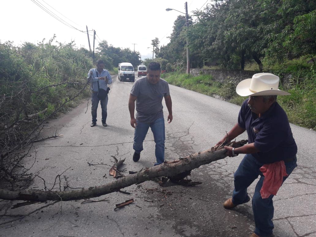 LA DIRECCIÓN DE DESARROLLO AGROPECUARIO ATENDIERON EL REPORTE DE UN ÁRBOL TIRADO QUE SE ENCONTRABA SOBRE LA CARRETERA DE ACAMILPA.