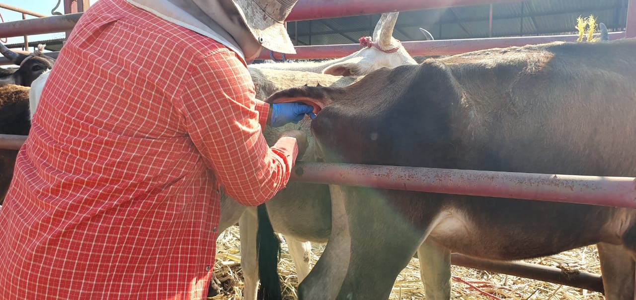 SE DIO INICIO A LA CAMPAÑA DE BRUCELOSIS Y TUBERCULOSIS EN GANADO BOVINO.