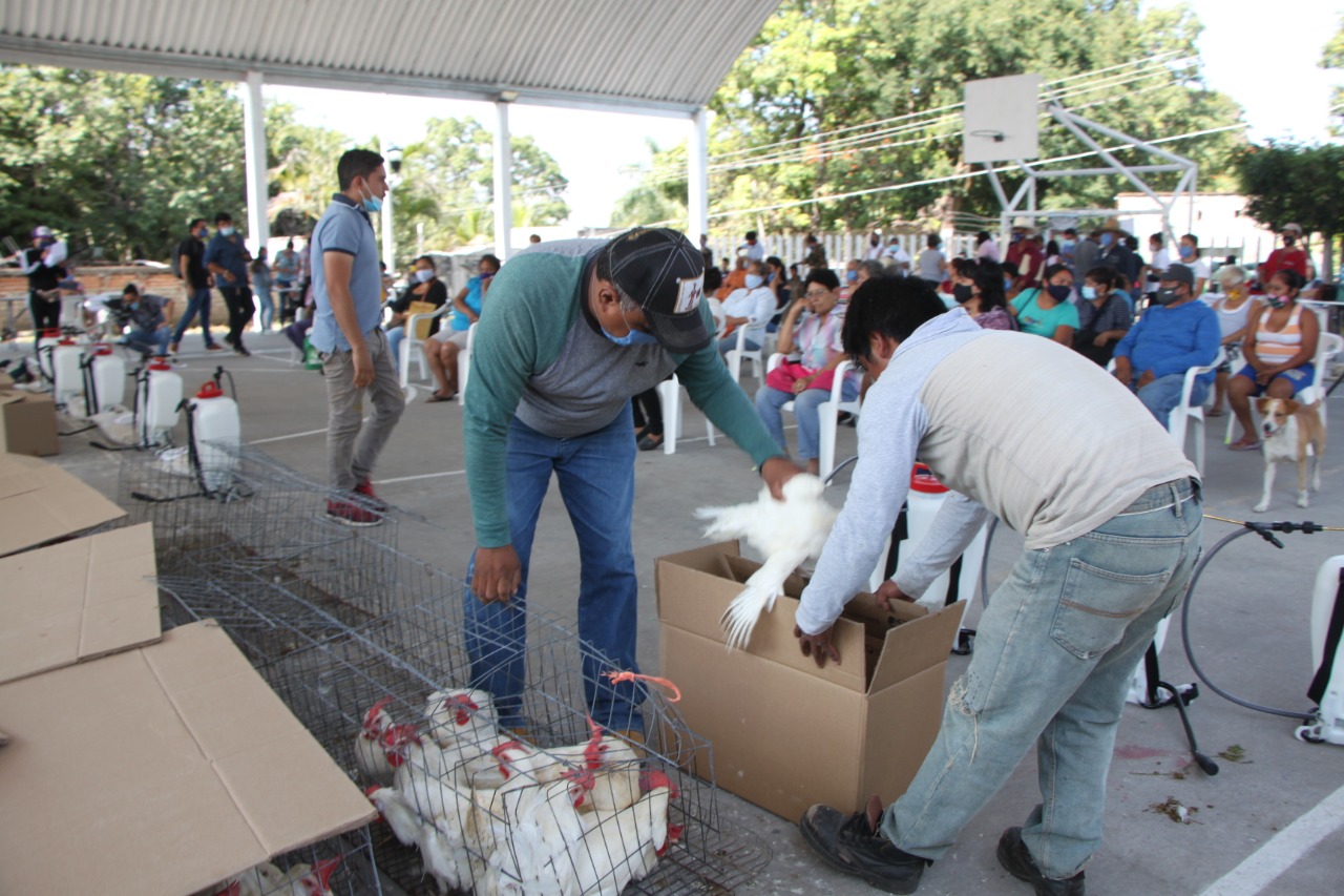 ENTREGA EL AYUNTAMIENTO  60 PAQUETES DE GALLINAS EN POSTURA PARA FAMILIAS DE ACAMILPA Y TEMIMILCINGO.