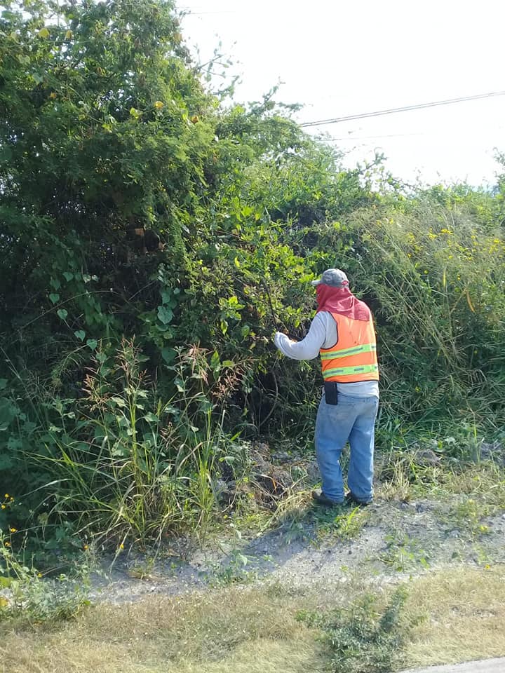 CONTINÚA LIMPIEZA DE MALEZA A ORILLAS DE CARRETERA.